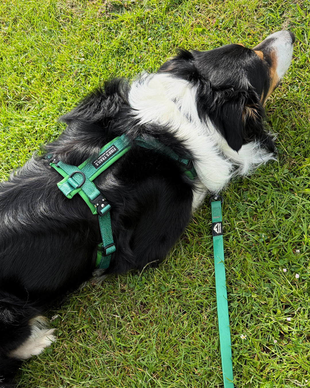 Fido's Trails Contour Freedom Harness | Adjustable Y-Shaped Dog Harness