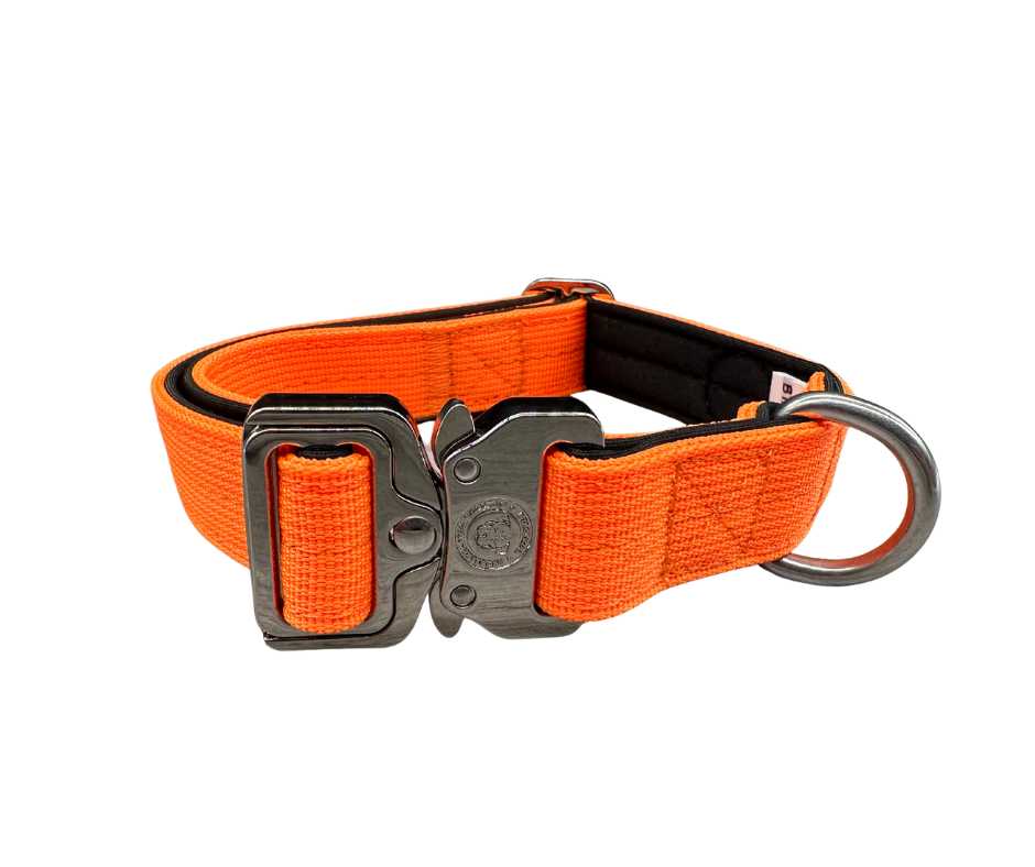BTactical 2.5cm Nylon Dog Collar - Citrus Orange