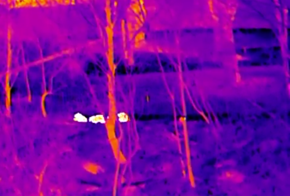 Thermal Master DV2 Thermal Camera - group of badgers imaged at long range