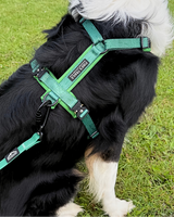 Fido's Trails Contour Freedom Harness | Adjustable Y-Shaped Dog Harness