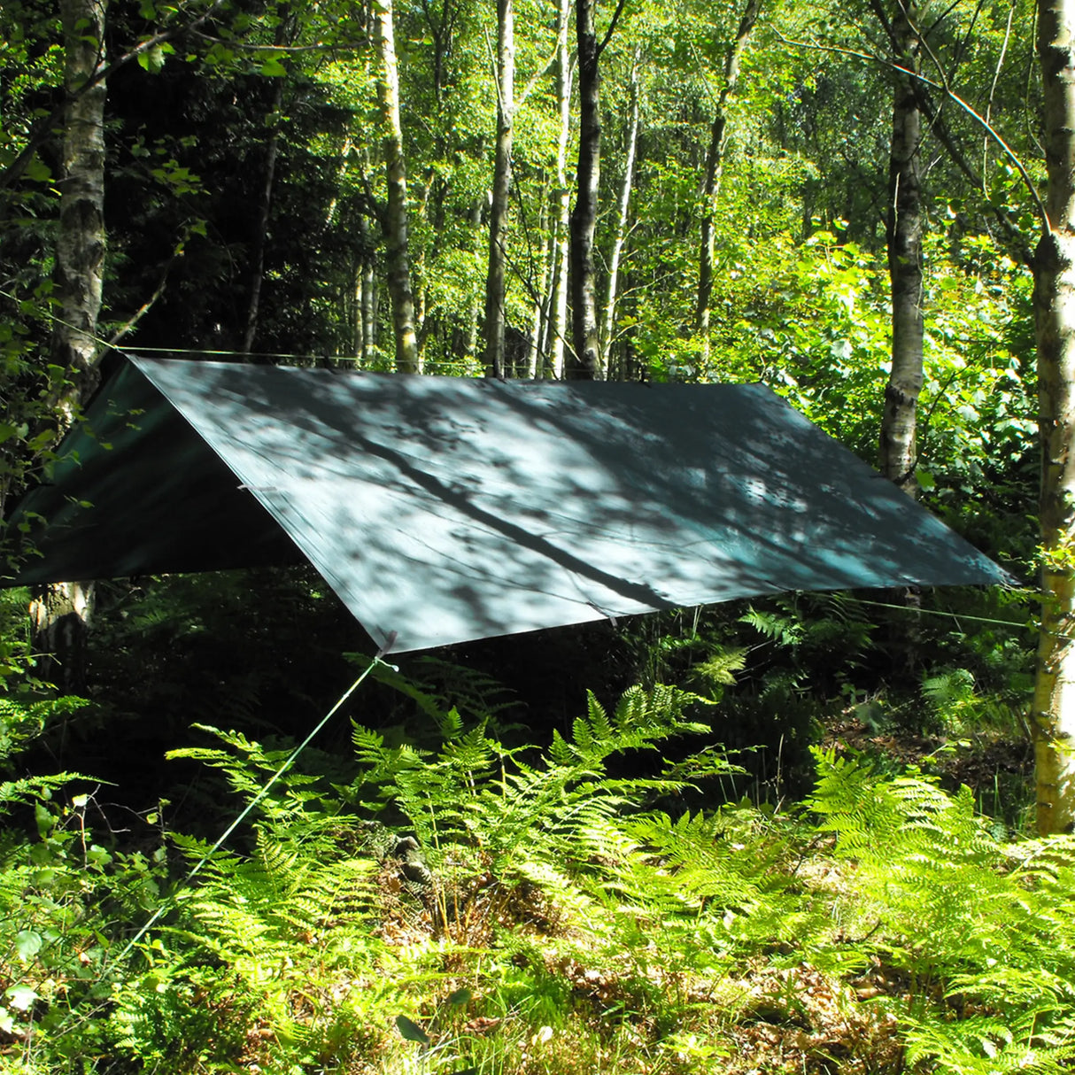 DD Tarp 3x3m in olive green pitched as an open canopy between trees in sunlit woodland