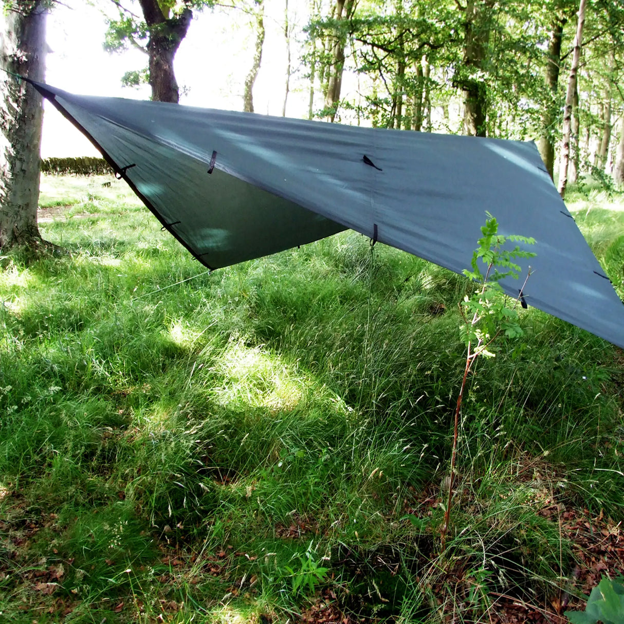DD Tarp 3x3m in olive green pitched low showing the underside and ridge-line attachment points in woodland