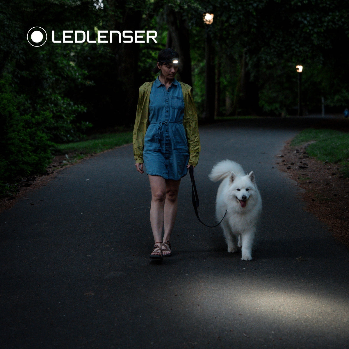 Woman walking a white dog on a park path at night wearing a Ledlenser head torch