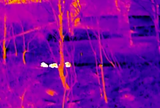 Thermal Master DV2 Thermal Camera - group of badgers imaged at long range