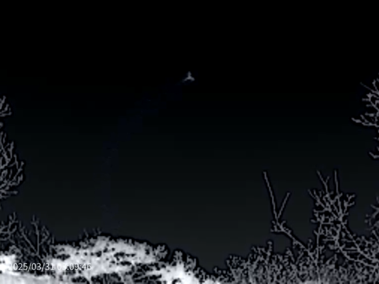 Thermal Master DV2 Thermal Camera - bat in flight imaged in thermal