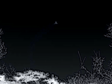 Thermal Master DV2 Thermal Camera - bat in flight imaged in thermal