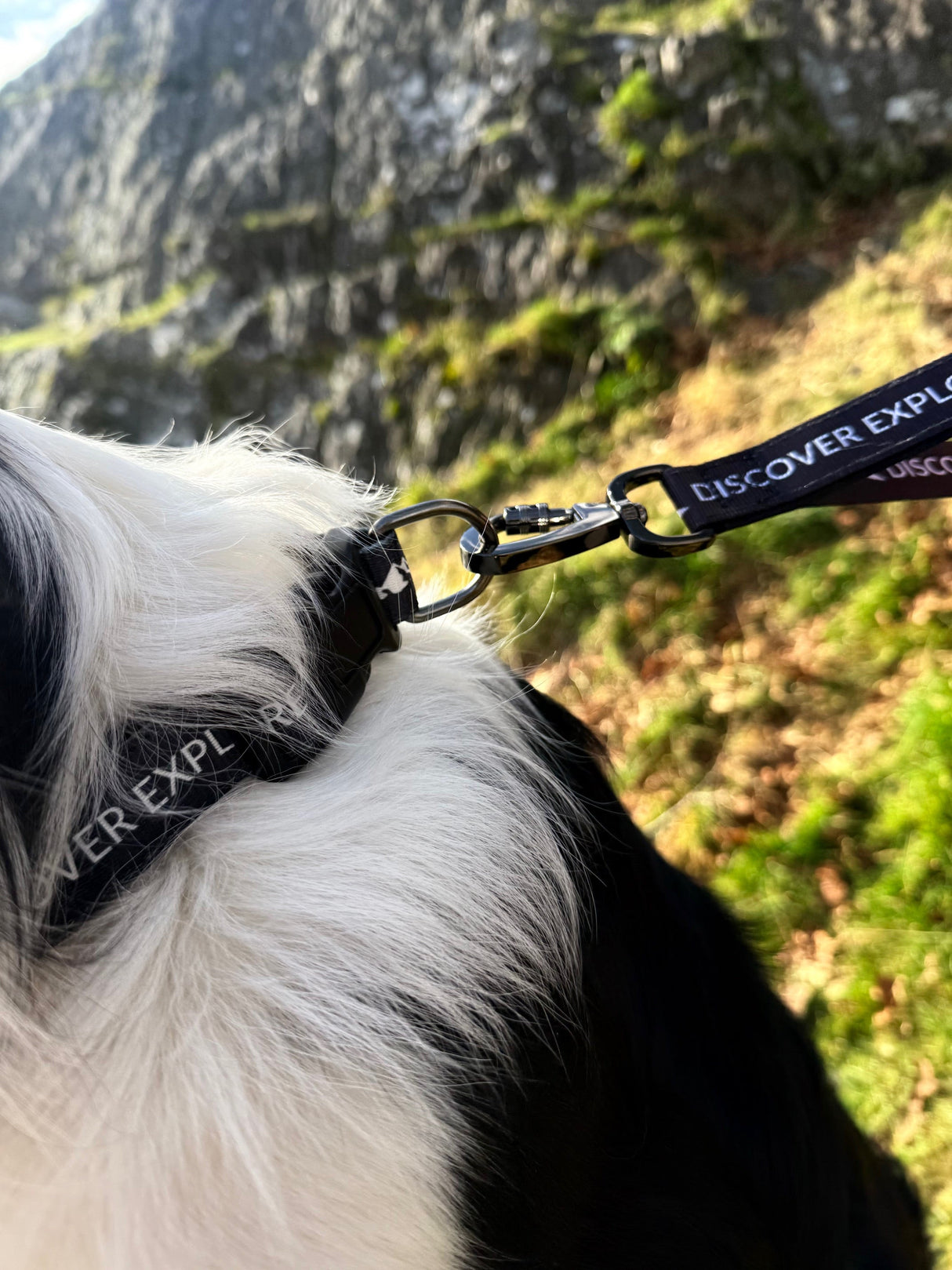 Fido's Trails Signature Collar | Padded Adjustable Dog Collar