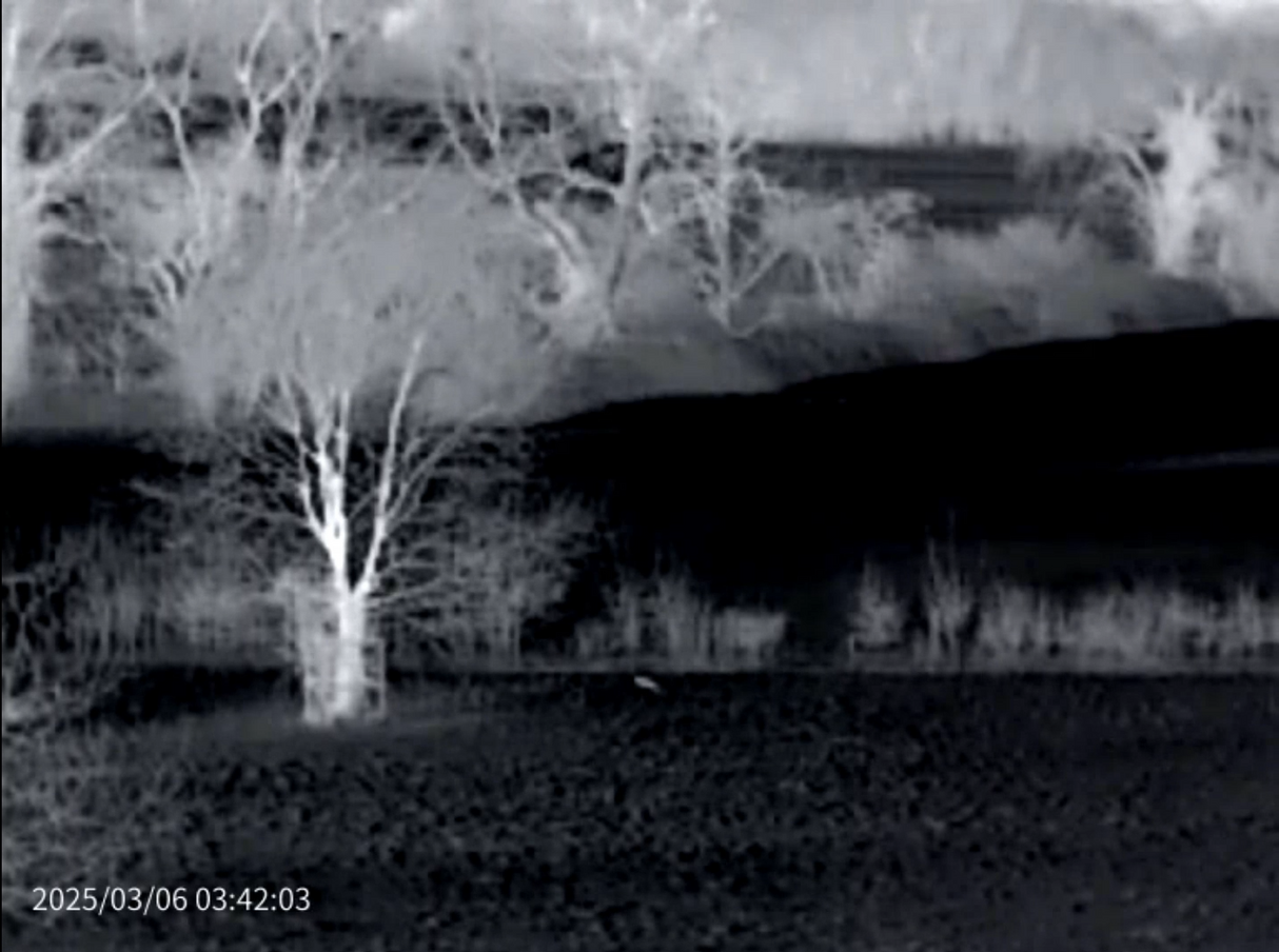 Thermal Master DV2 Thermal Camera - rabbit imaged in thermal