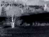 Thermal Master DV2 Thermal Camera - rabbit imaged in thermal