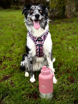 Fido's Trails 3-in-1 Dog Water Bottle | Portable Travel Bottle - Rosewood