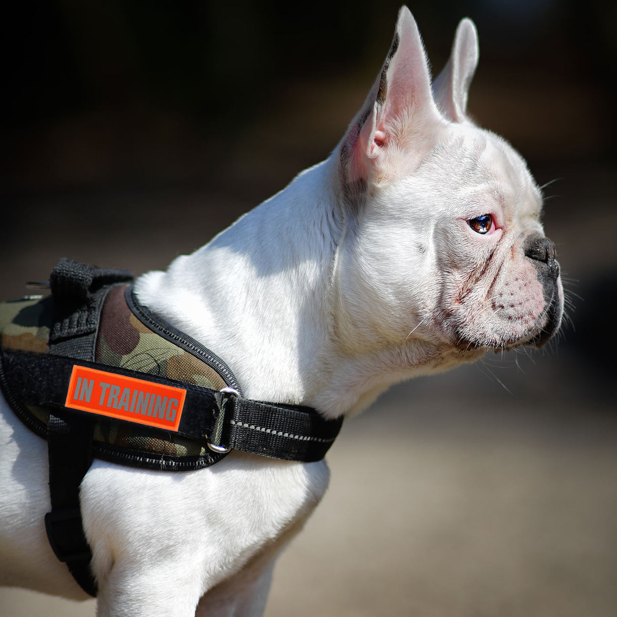 In Training Dog Harness Patch, Hi Vis Orange, Hook & Loop | Task Outdoor