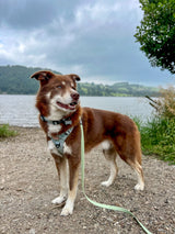 Fido's Trails 10m Dog Long Line | Waterproof Recall Training Lead
